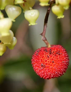 corbezzolo-fiori-frutto